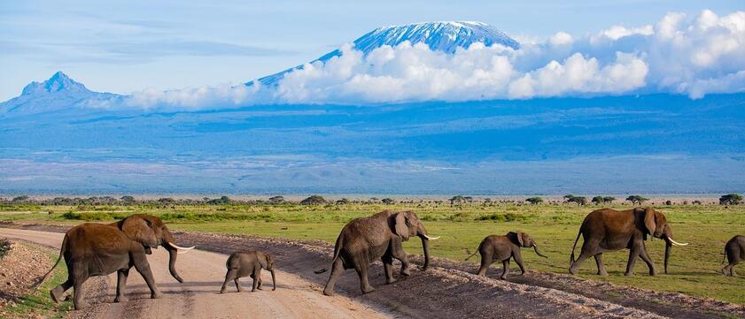 Elephants Crossing