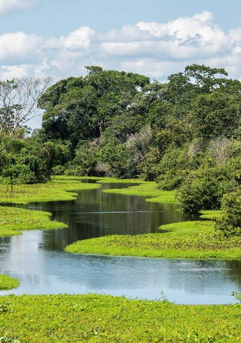 Wildlife-Abenteuer in Brasilien
