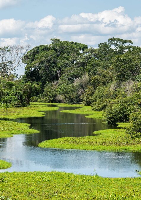Wildlife-Abenteuer in Brasilien