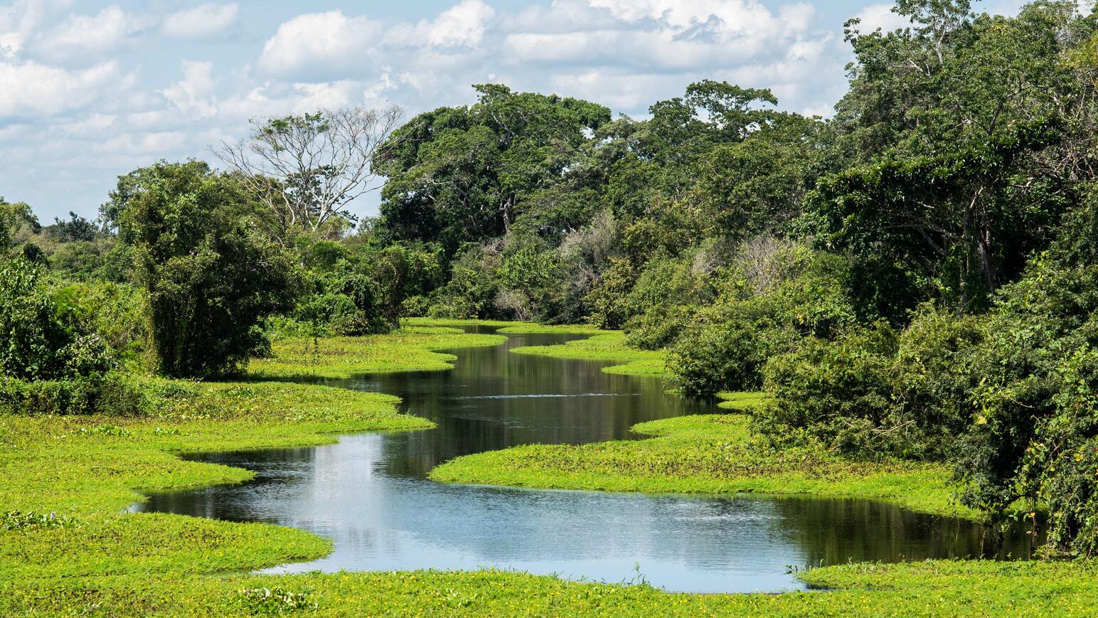 Wildlife-Abenteuer in Brasilien