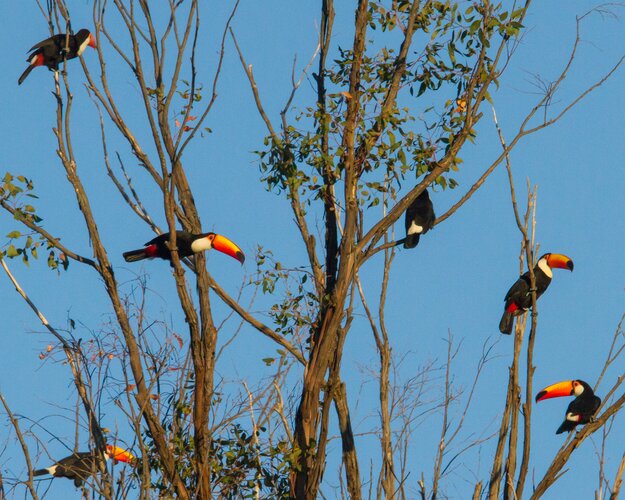 Wildlife-Abenteuer in Brasilien