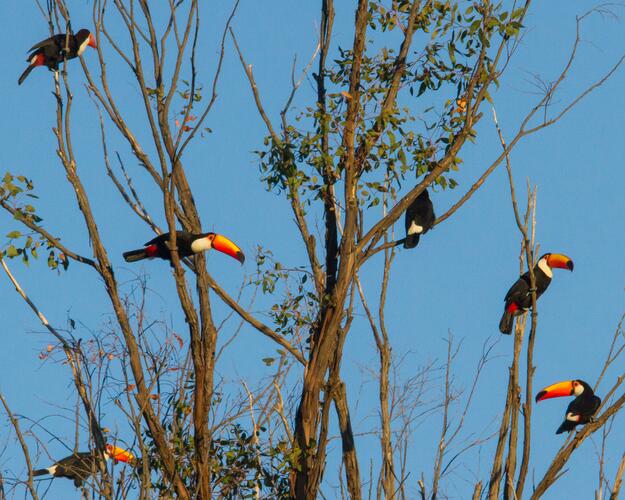 Wildlife-Abenteuer in Brasilien