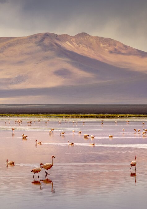 Andenreich Bolivien & Tierreiches Pantanal
