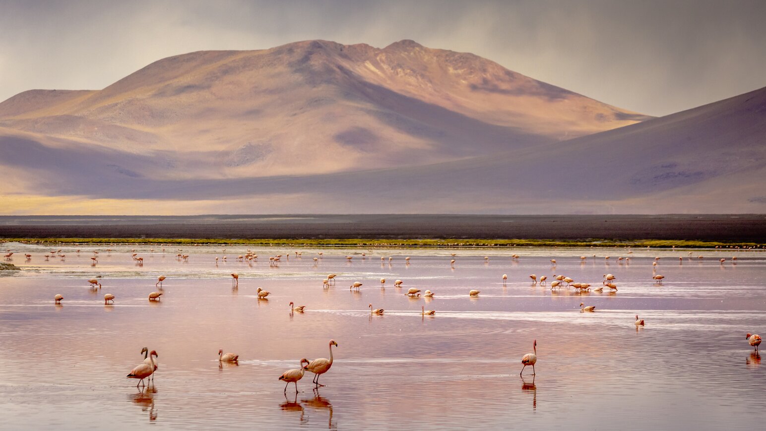 Andenreich Bolivien & Tierreiches Pantanal