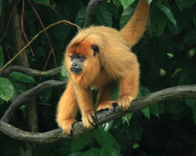 Brasilien Bruellaffe