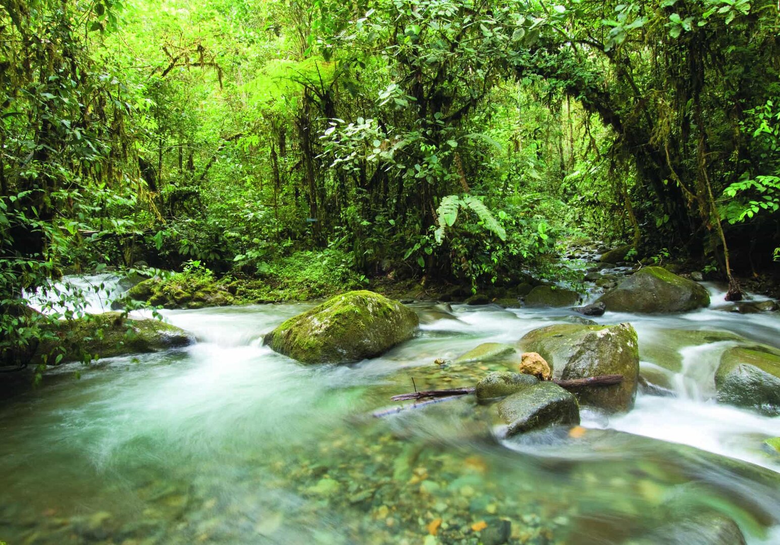 Ecuador - Fluss Mashpi Lodge