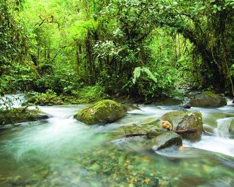 Ecuador - Fluss Mashpi Lodge