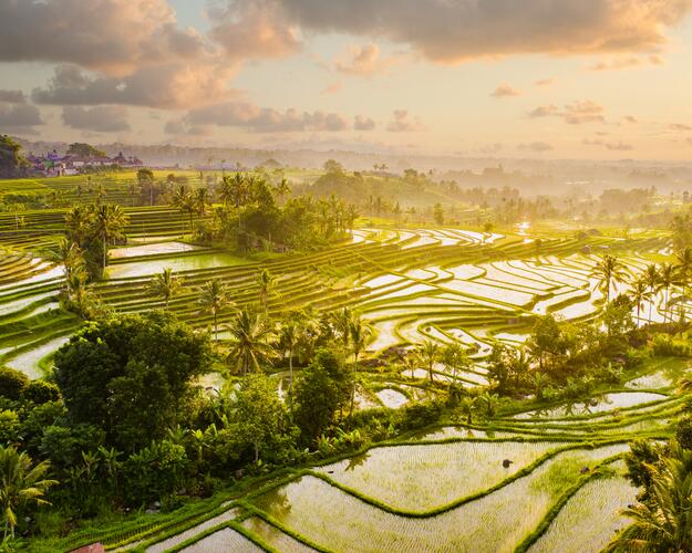 Exotisches Indonesien Reisterrassen