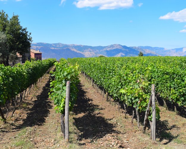 Sizilien schöner Westen Traubenernte auf dem Weingut