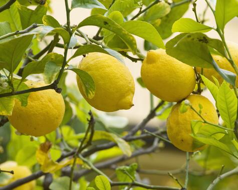 Sizilien Zitronen auf Sizilien