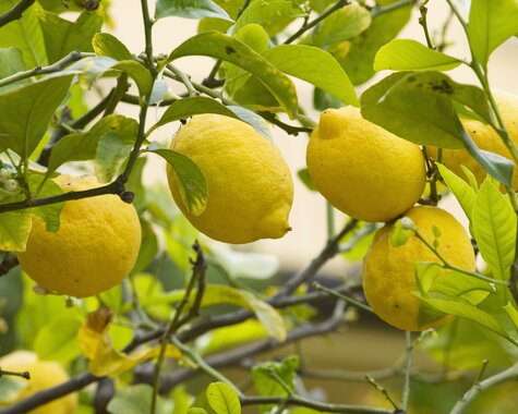 Sizilien Zitronen auf Sizilien