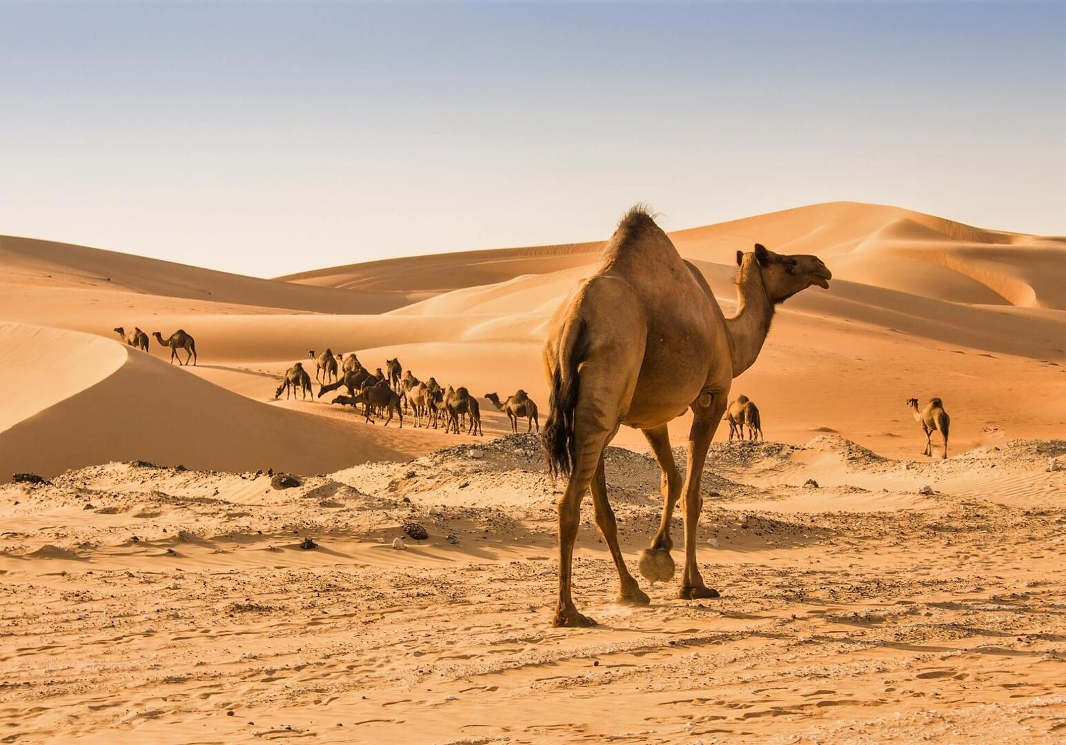 Oman entdecken: Kamel Wüste
