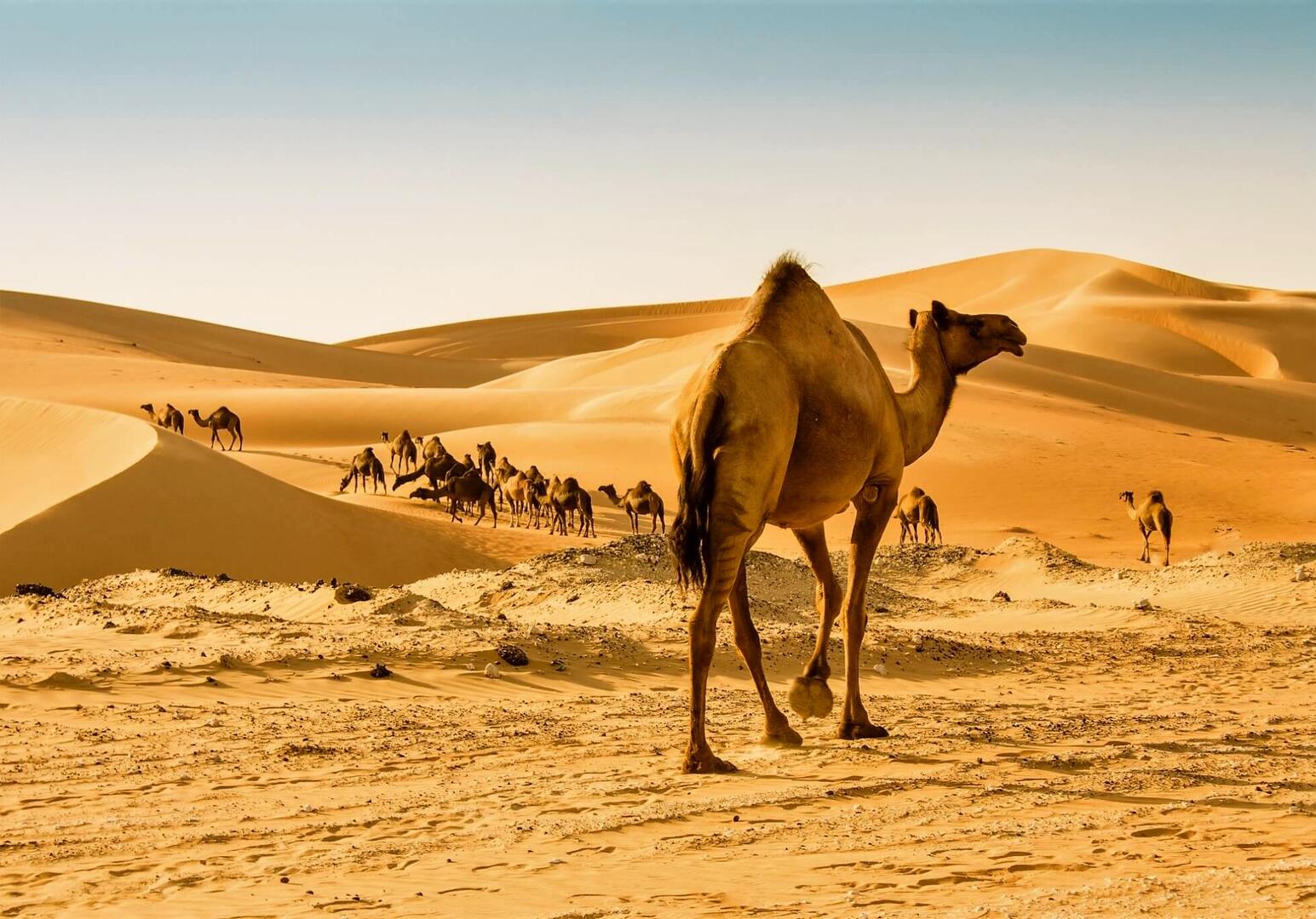 Oman entdecken: Kamel Wüste