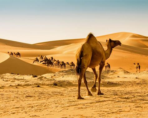 Oman entdecken: Kamel Wüste
