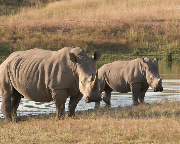 Botswana Nashorn am See