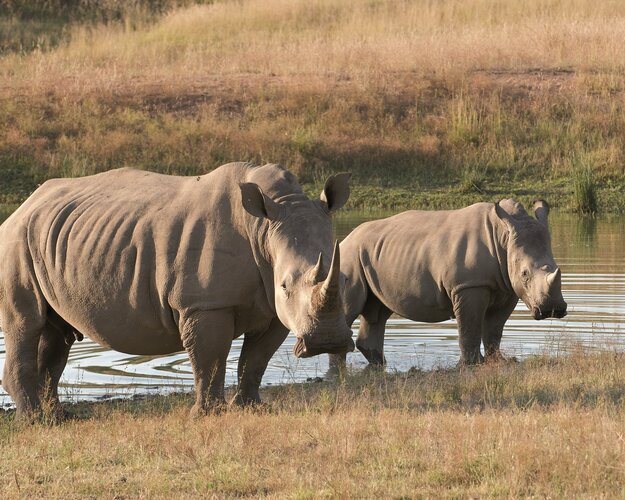 Botswana Nashorn am See