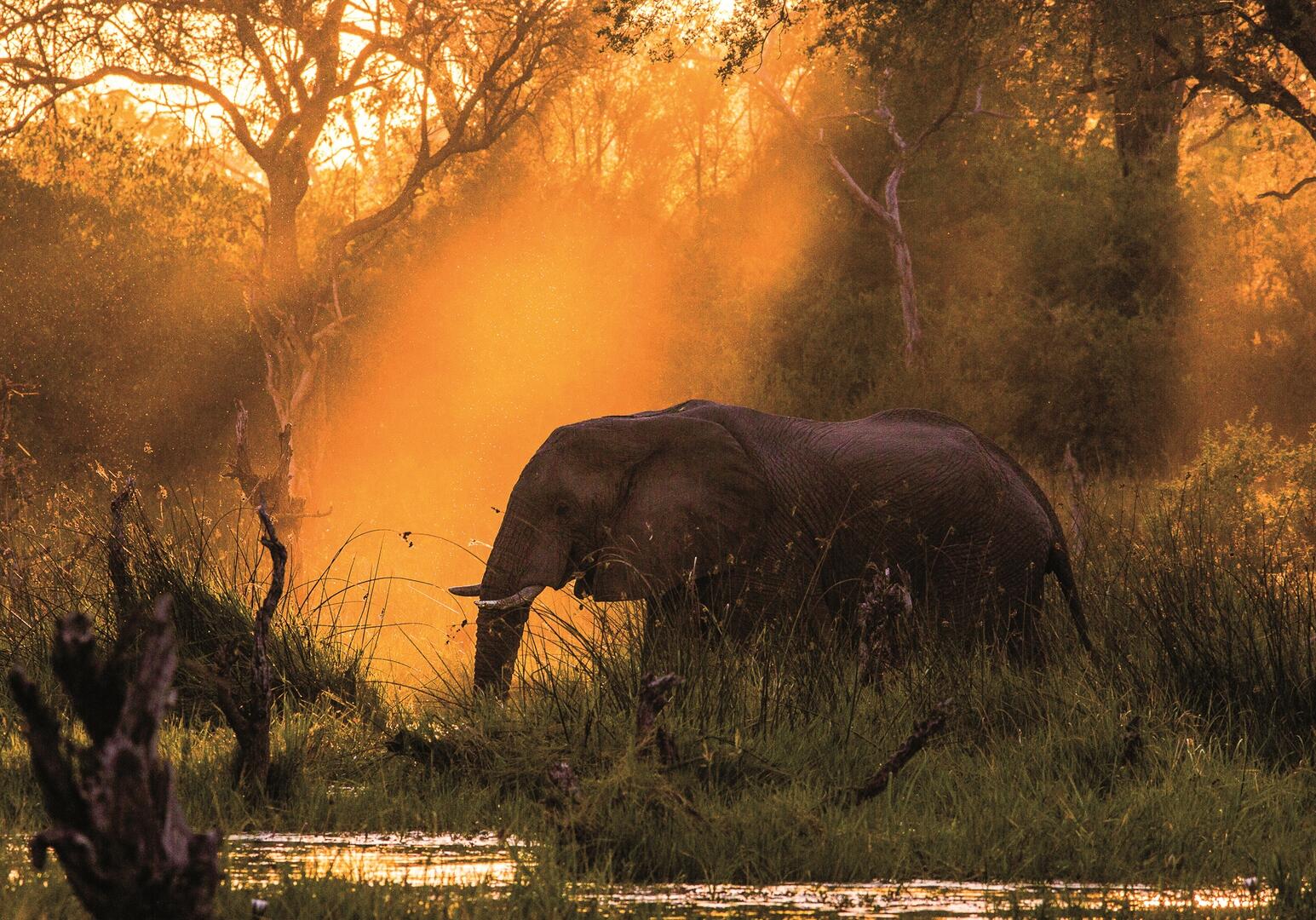 Botswana Elefant im Sonnenuntergang