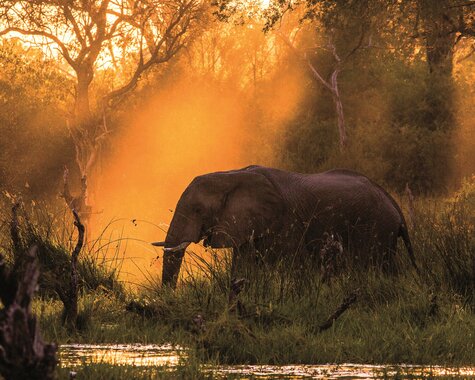 Botswana Elefant im Sonnenuntergang