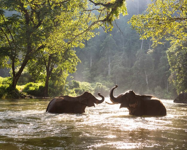 Thailand Elefanten baden im Fluss