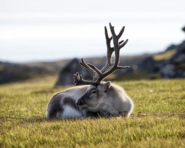 Spitzbergen-Rentier