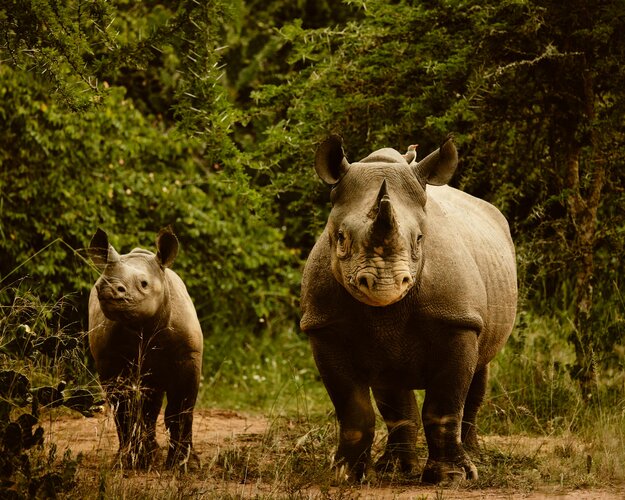 Best of Ruanda - Nashörner