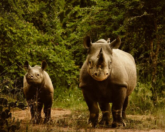 Best of Ruanda - Nashörner