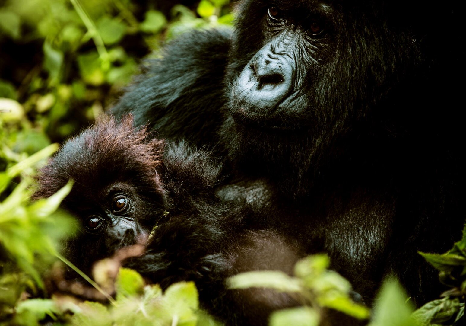 Best of Ruanda - Gorillas