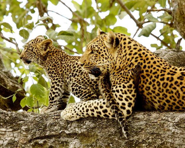 Botswana Leopardenmutter mit Kind