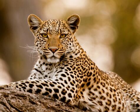 Leopard