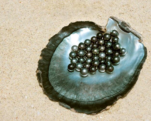 Franzoesisch-Polynesien Muschel mit schwarzen Perlen