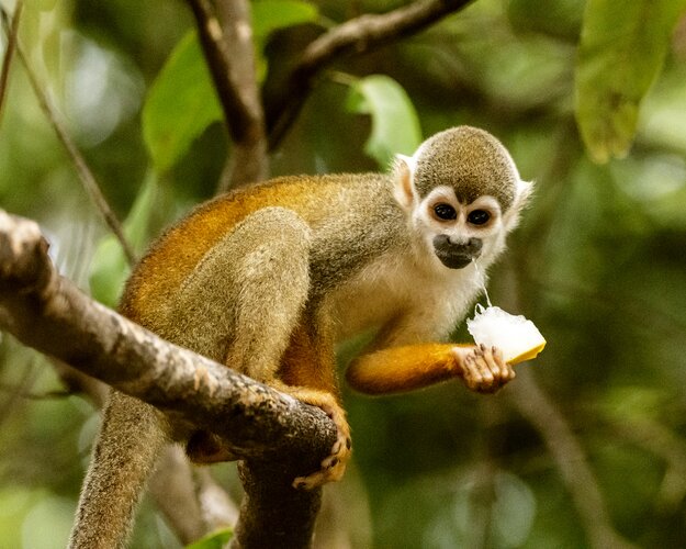 Abenteuer Amazonas - Totenkopfaffe im Baum