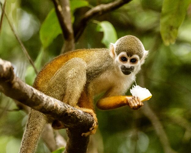 Abenteuer Amazonas - Totenkopfaffe im Baum