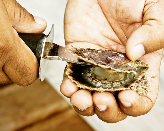 Austern Perle Bahrain