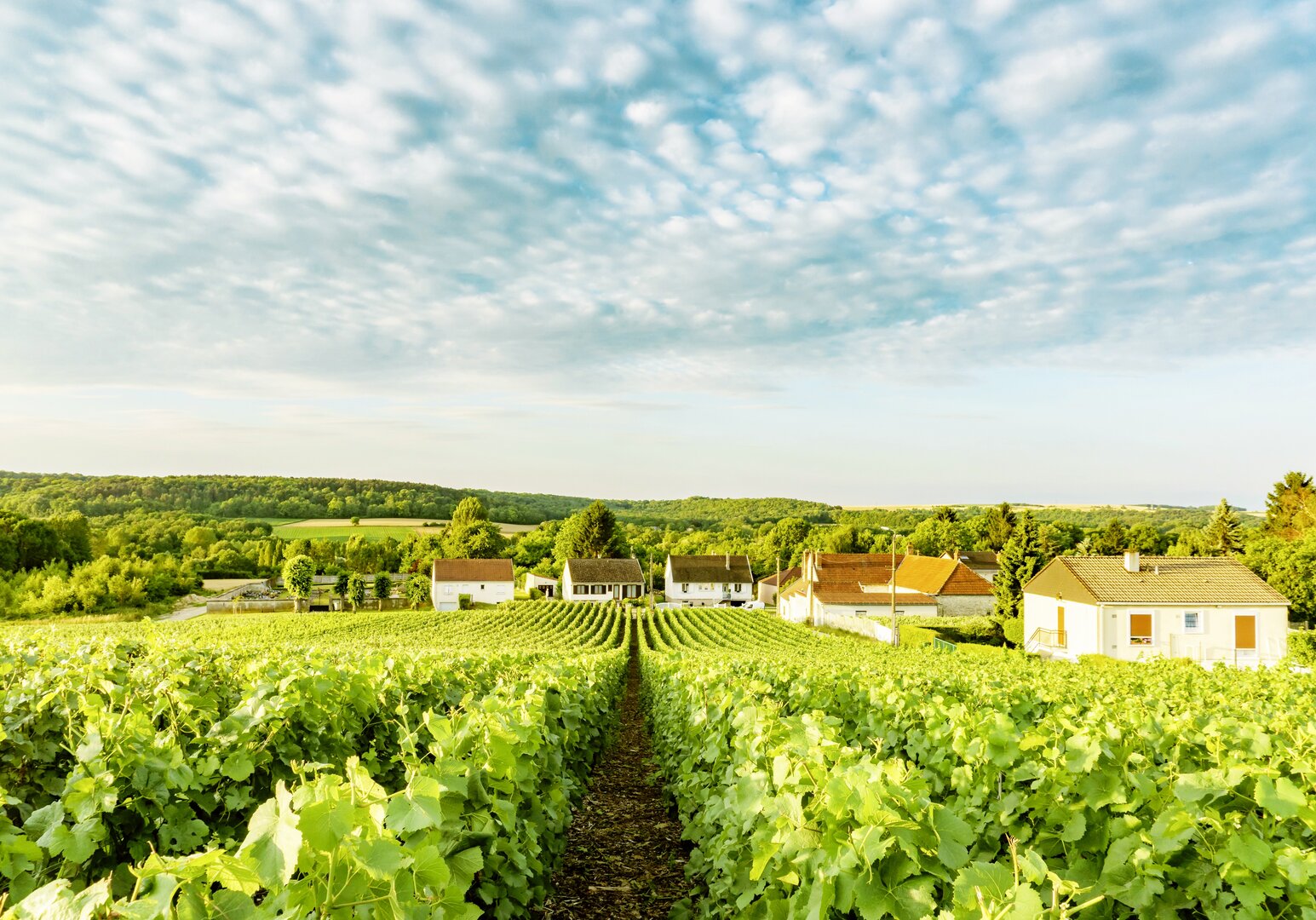 Weinberg in der Nähe von Bordeaux