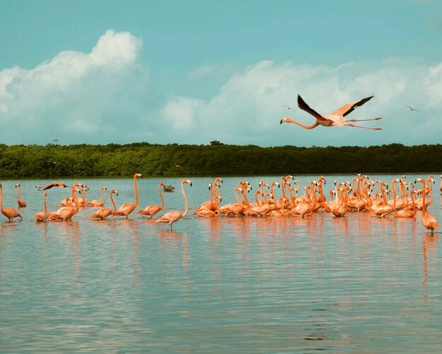 Mexiko - Flamingos im Wasser bei Celestun