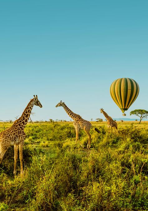 Kenia - Kenia par Excellence - Giraffe