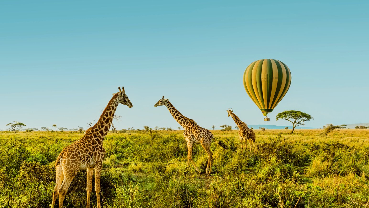 Kenia - Kenia par Excellence - Giraffe