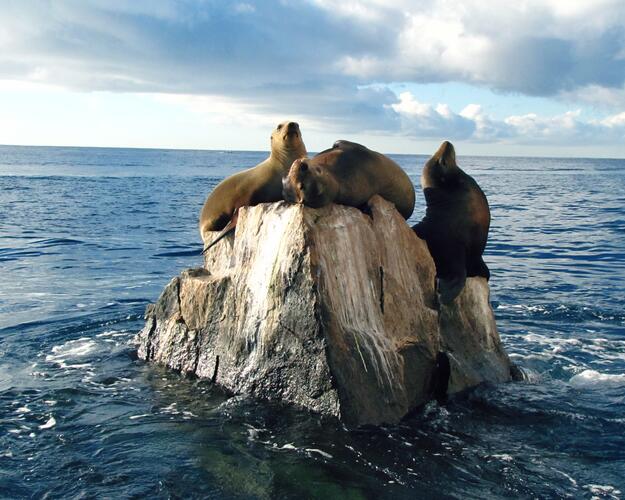 Erlebnis Baja California - Seelöwen
