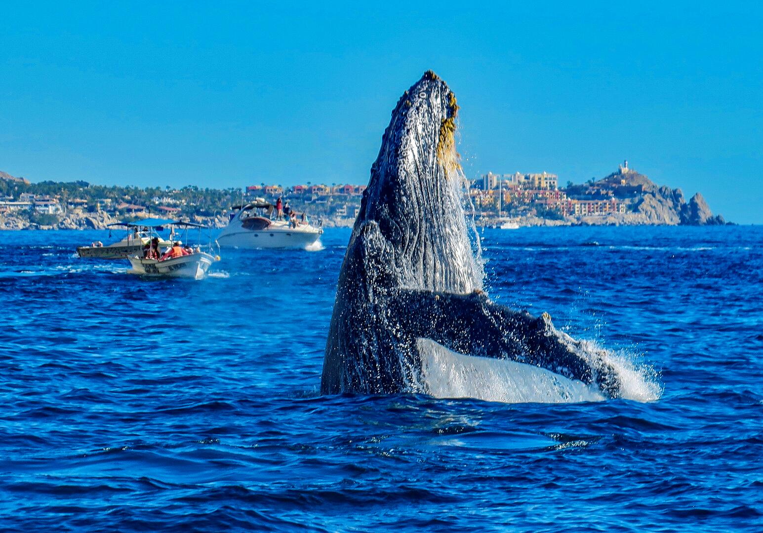 Erlebnis Baja California - Walbeobachtung