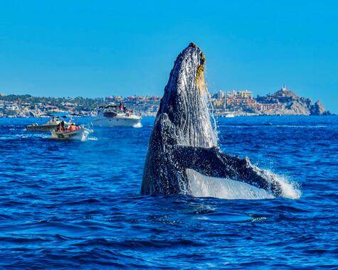 Erlebnis Baja California - Walbeobachtung
