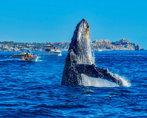 Erlebnis Baja California - Walbeobachtung