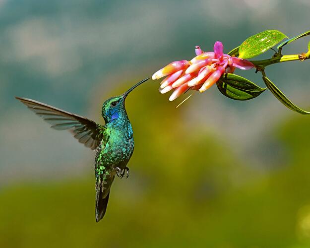 Costa Rica Violettdegenflügel aus der Familie des Kolibri