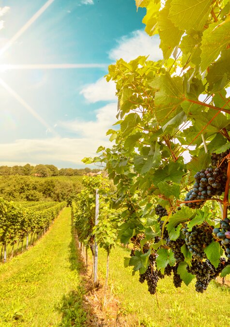 Weingut von Ola Portugal - wunderschönes Alentejo in Monzarez