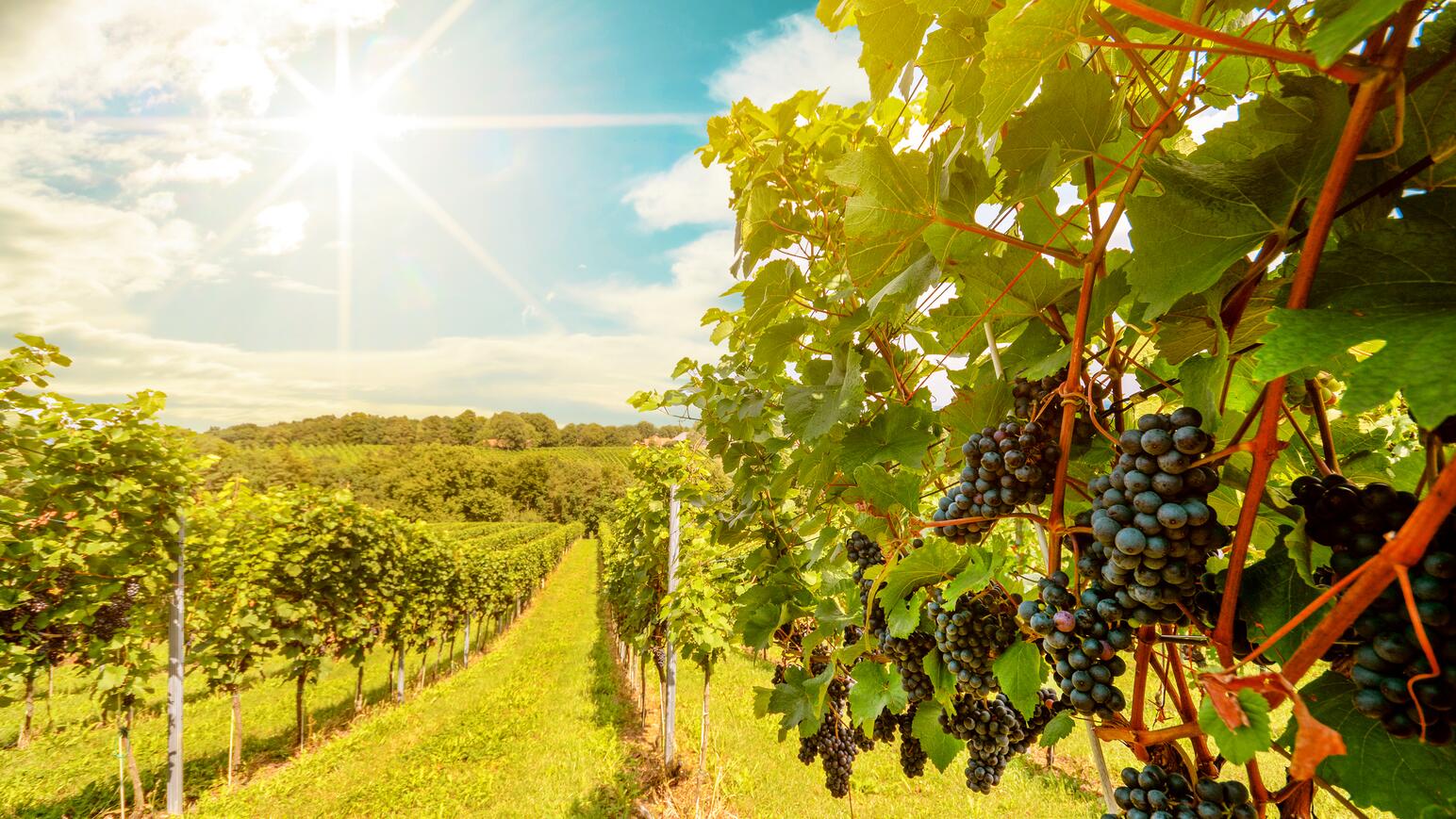 Weingut von Ola Portugal - wunderschönes Alentejo in Monzarez