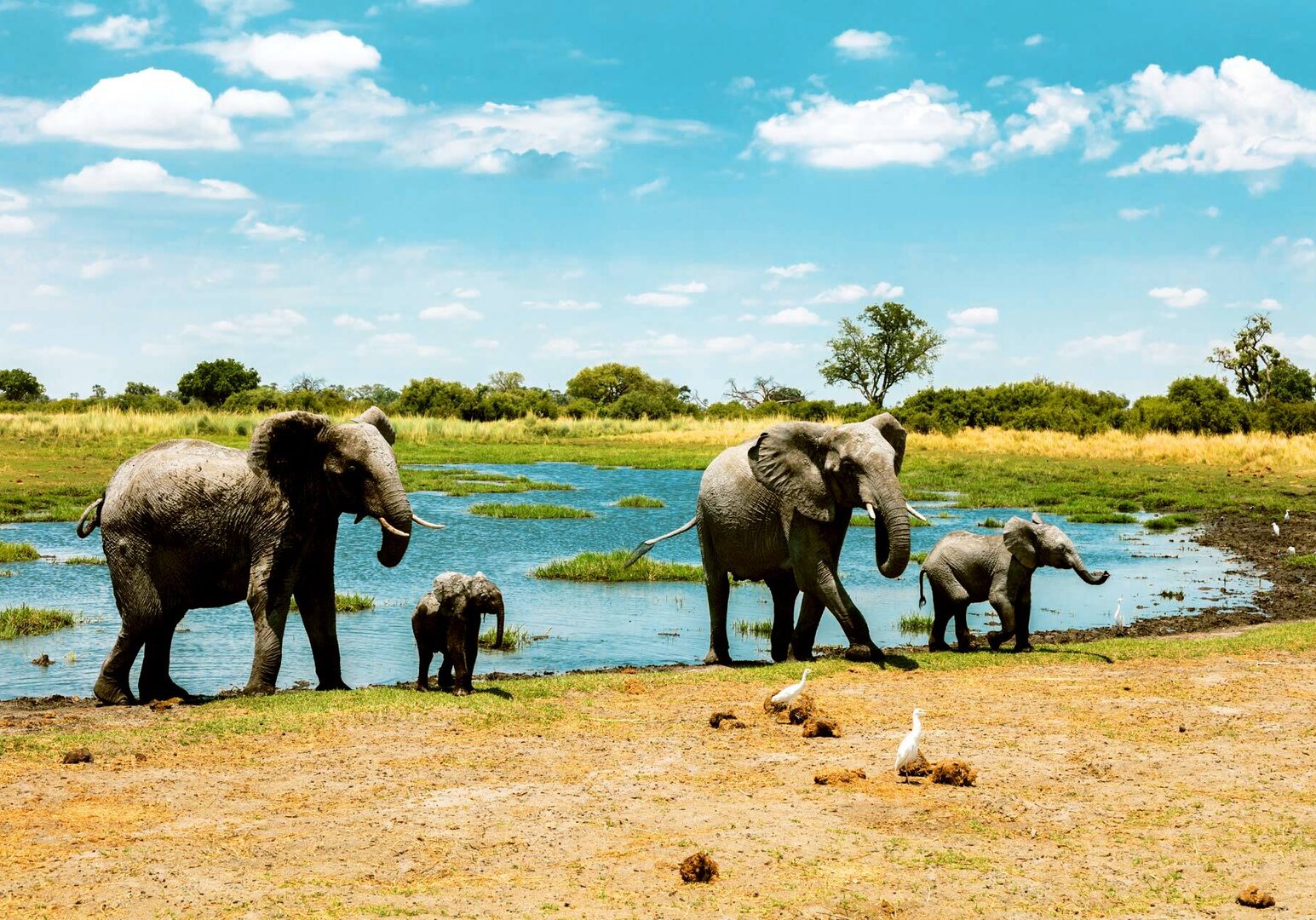 Südafrika Elefanten am Wasserloch im Chobe-Nationalpark