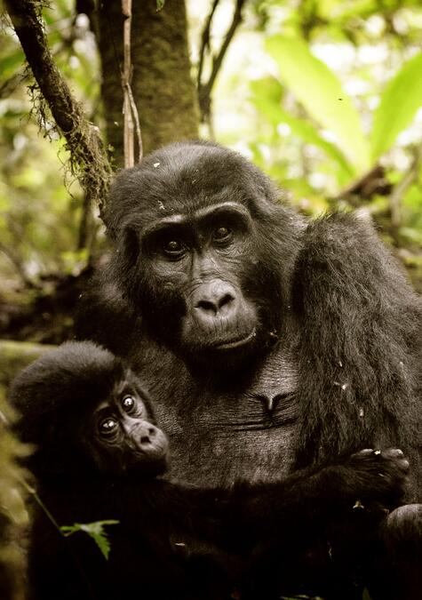 Uganda - Die Perle Afrikas Gorillas