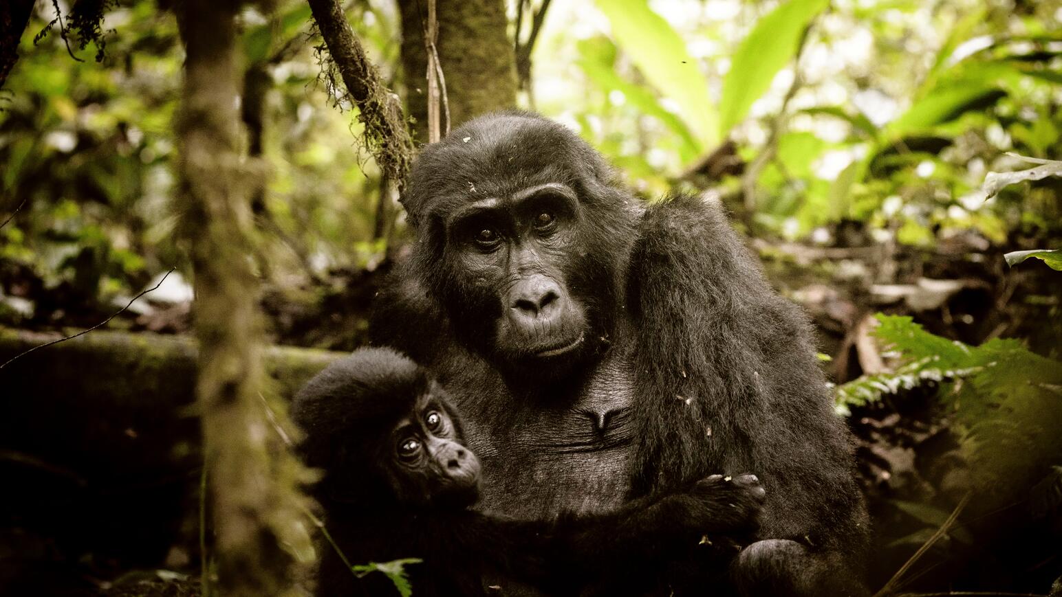 Uganda - Die Perle Afrikas Gorillas
