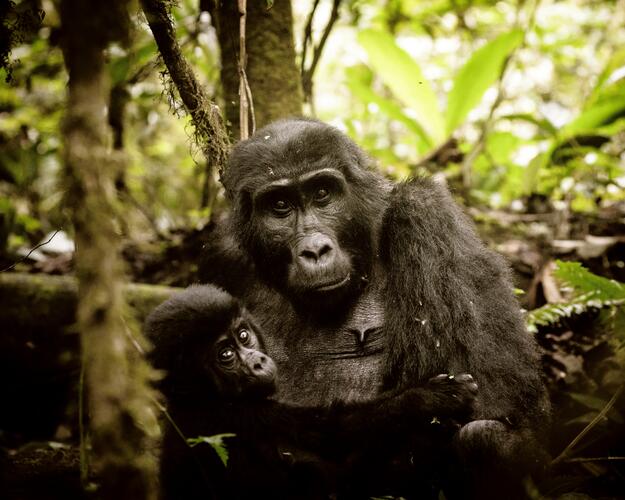 Uganda - Die Perle Afrikas Gorillas