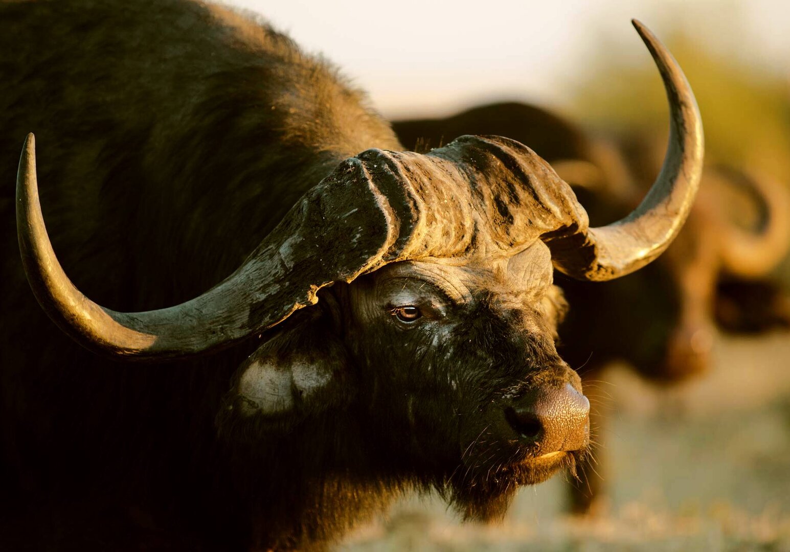 Wildes Afrika Büffel Nahaufnahme