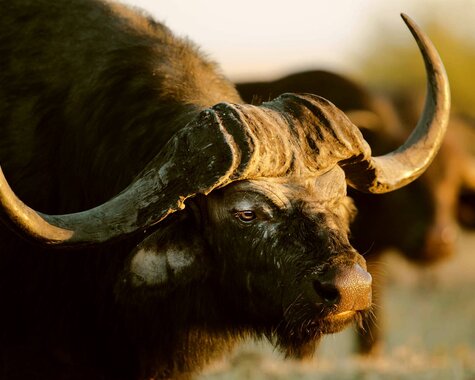 Wildes Afrika Büffel Nahaufnahme